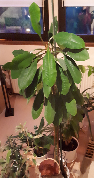 Madagaskar Juwel in ausgewachsener Größe