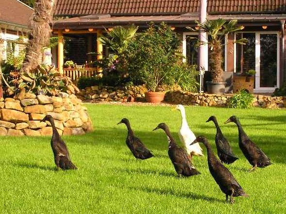 Bild von Enten im mediterranen Garten