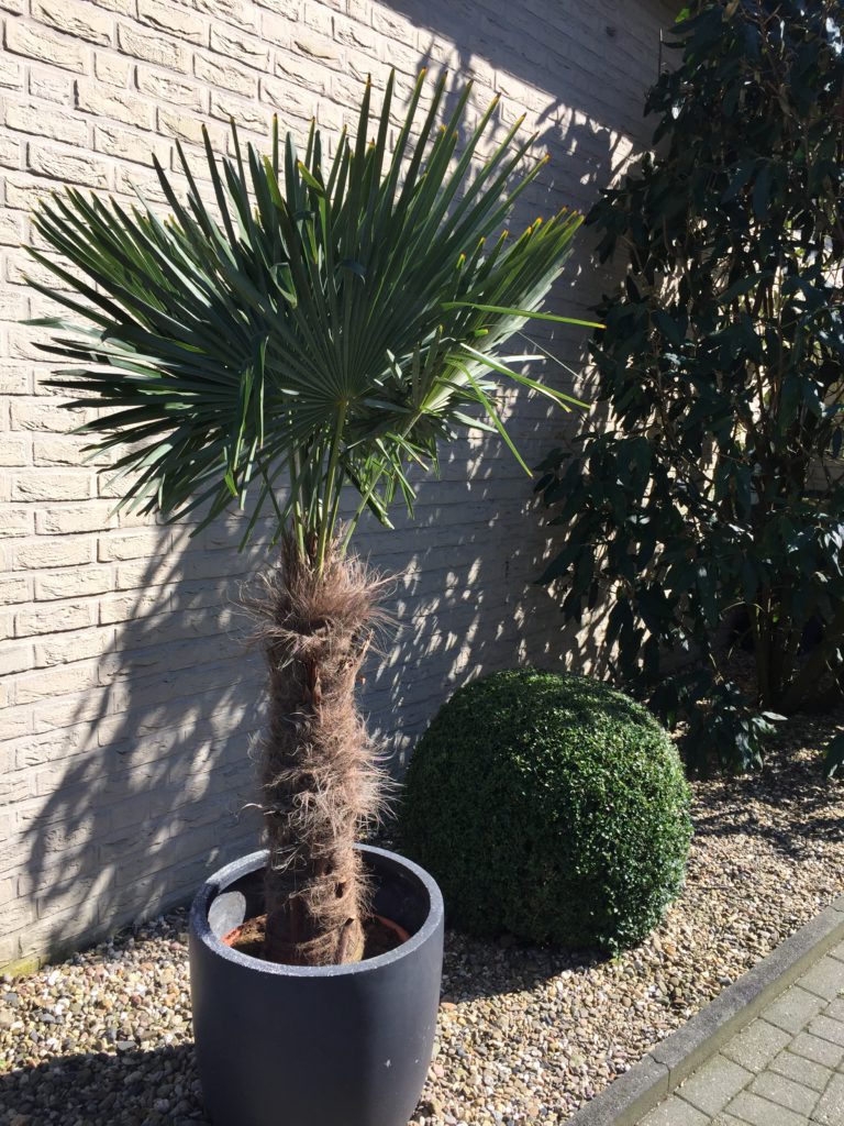 Winterhart bis -18°C Trachycarpus fortunei