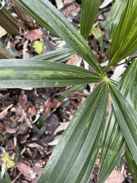 Verfärbungen durch Frost an den Wedeln einer Trachycarpus fortunei