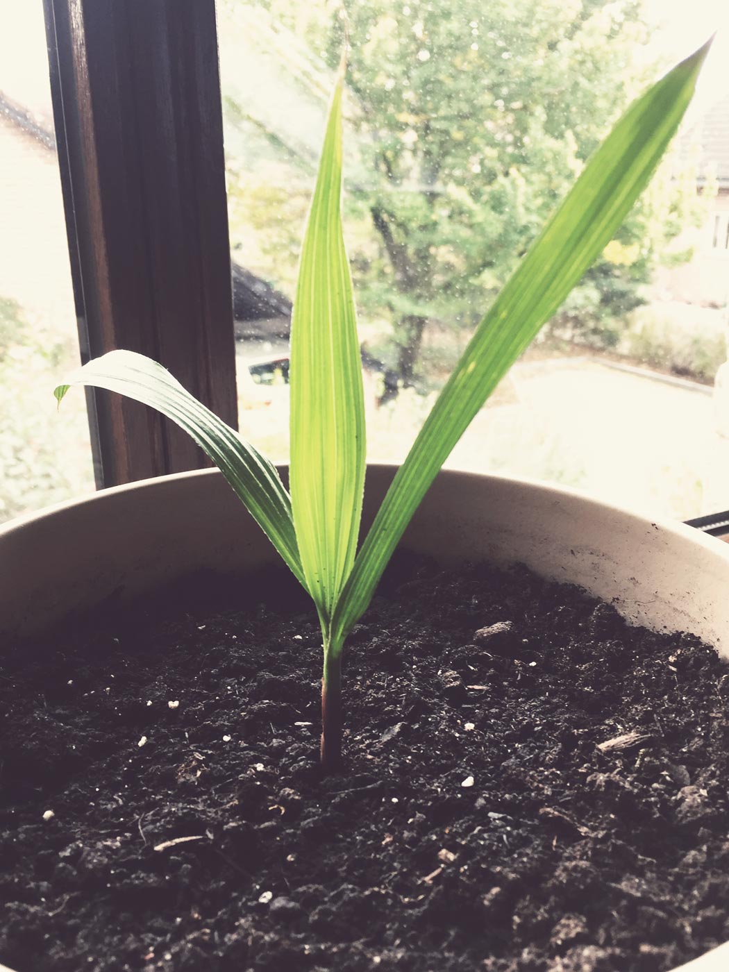 Bild: Wachstum Washingtonia robusta nach ca. 3 Monaten