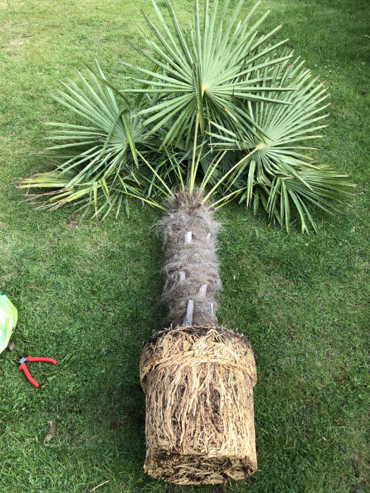 Trachycarpus fortunei vor dem auspflanzen