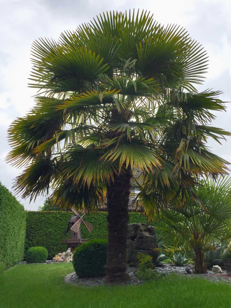 chinesische Hanfpalme ausgepflanzt in NRW