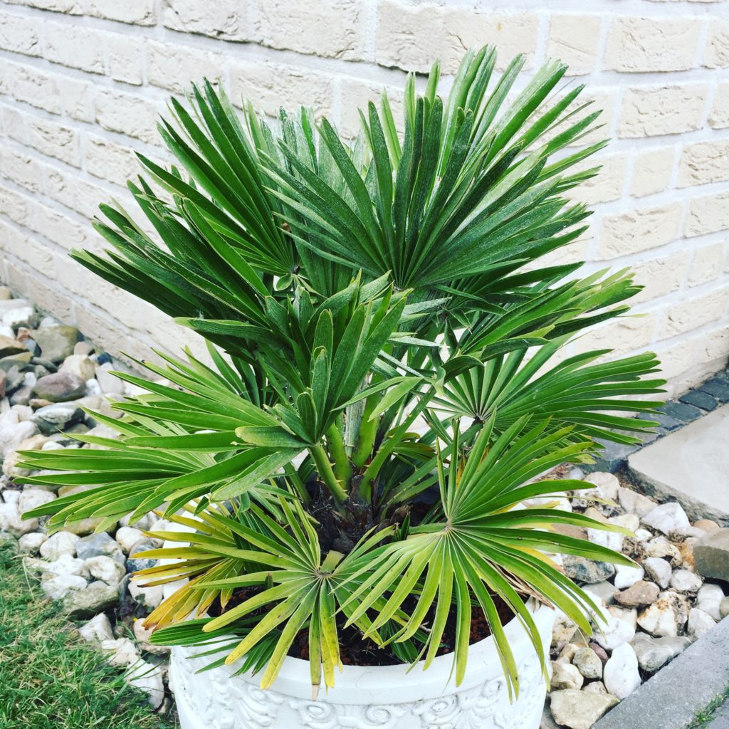 Bild Chamaerops humilis vulcano Züchtung