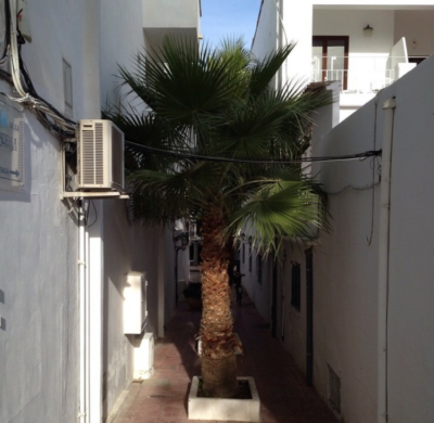 Washingtonia, Platz für eine Palme ist in der kleinsten Hütte