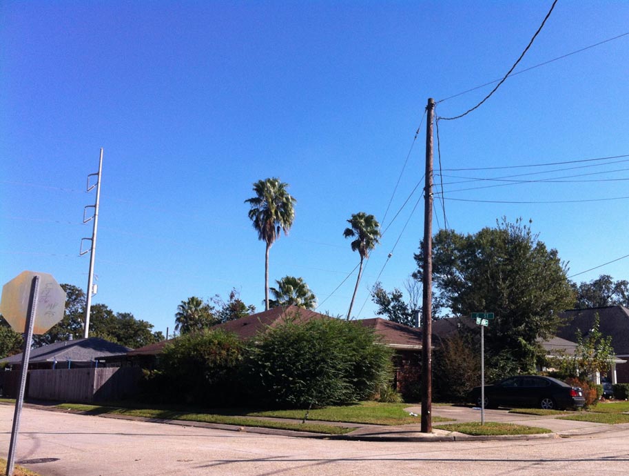 Bild große Washingtonia Robusta