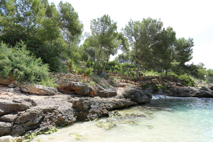 klares Wasser, Felsen und grüne Pflanzen in der Bucht