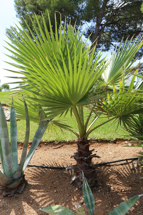 bei der Washingtonia Robusta handelt es sich um eine sehr schnell wachsende Palmenart