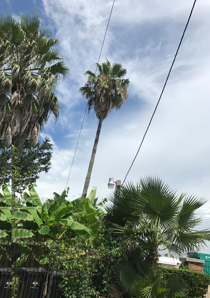 Washingtonia Robusta