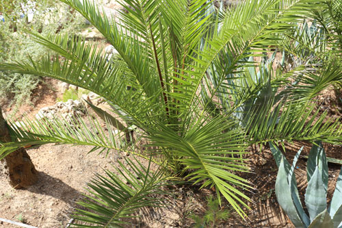 kanarische Dattelpalme (phoenix canariensis) am Wegesrand