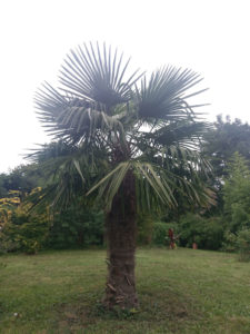 Trachycarpus Fortunei - die wohl am besten geeignete Palme für Deutschland