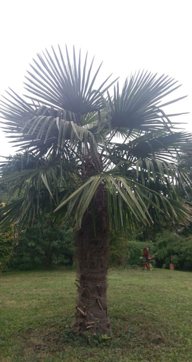 Trachycarpus Fortunei - die wohl am besten geeignete Palme für Deutschland