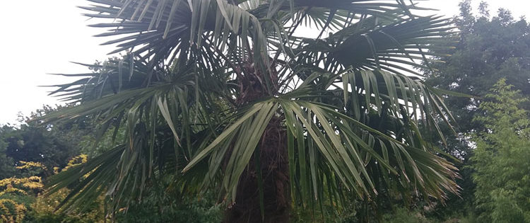 Trachycarpus Fortunei - die wohl am besten geeignete Palme für Deutschland