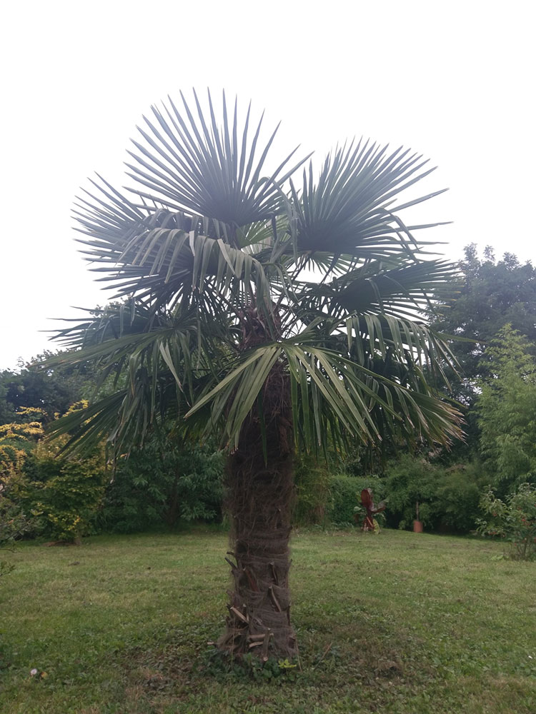 große seit Jahren ausgepflanzte Trachycarpus fortunei in Niedersachsen