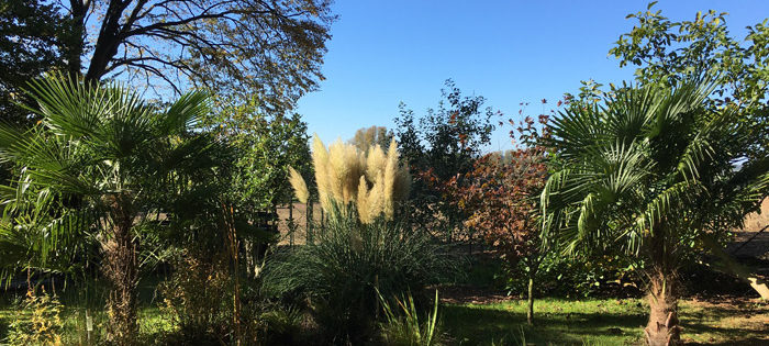 Trachycarpus Fortunei in Hasbergen