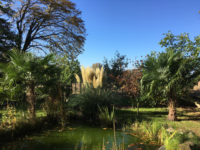 Trachycarpus Fortunei in Hasbergen