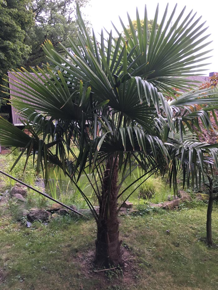 alle Wedel dieser Palme haben noch Kraft und stehen kraftvoll Richtung Himmel