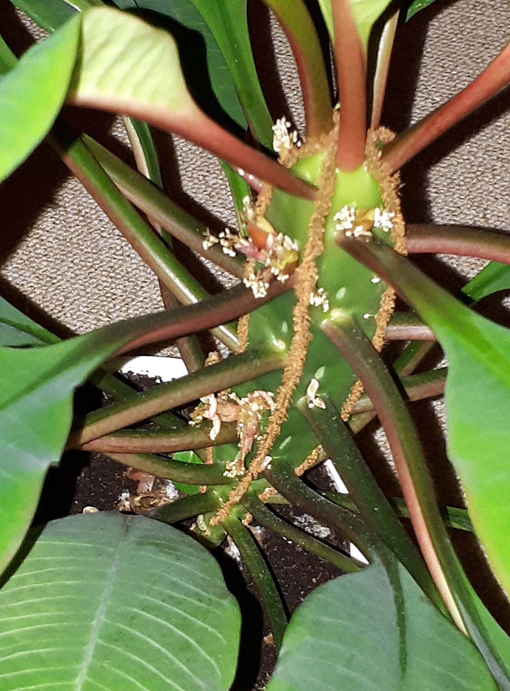 Euphorbia Leuconeura Detaillaufnahme des Stammes