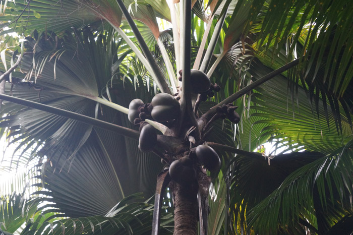 hier die weibliche Coco De Mer mit ihren Kokosnüssen