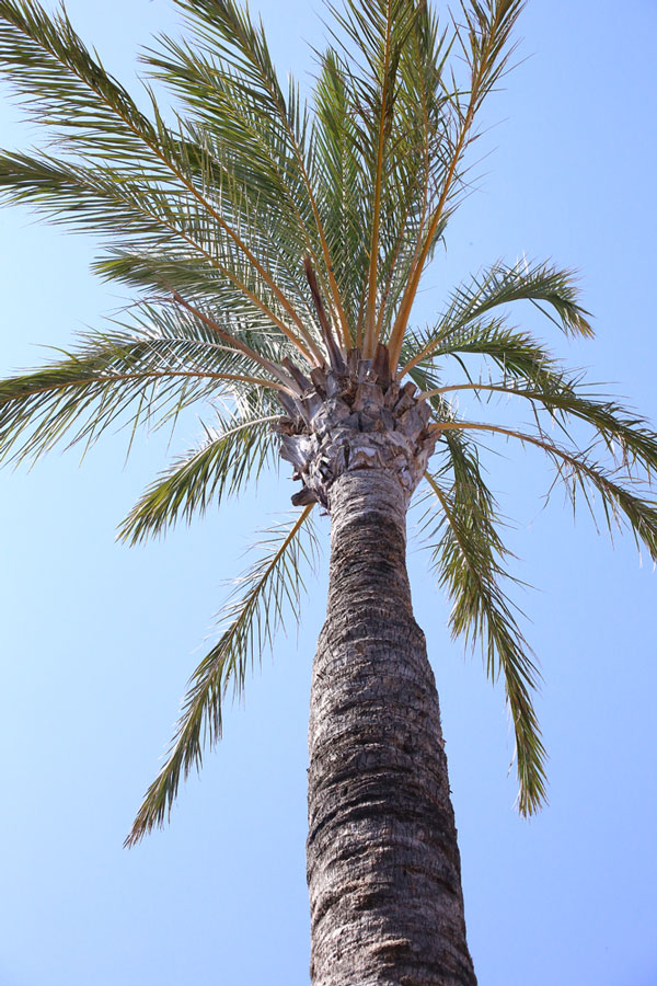 echte_Dattelpalme - MERLOY