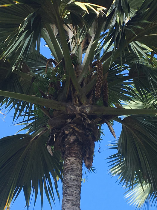 männliche Variante der Coco De Mer Palme