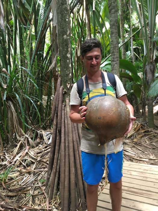 Kokosnuss Größe der Coco De Mer