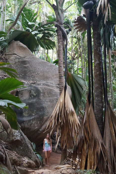 Palmwedel der Coco De Mer Palme