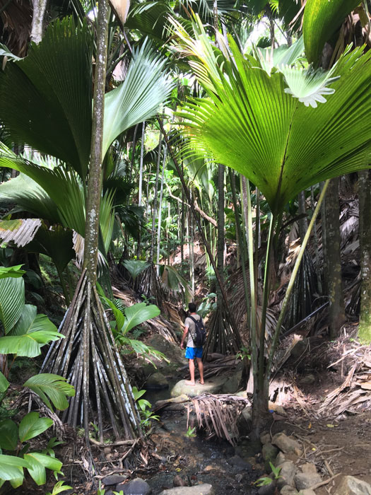 die riesigen Blätter der Coco De Mer Palme