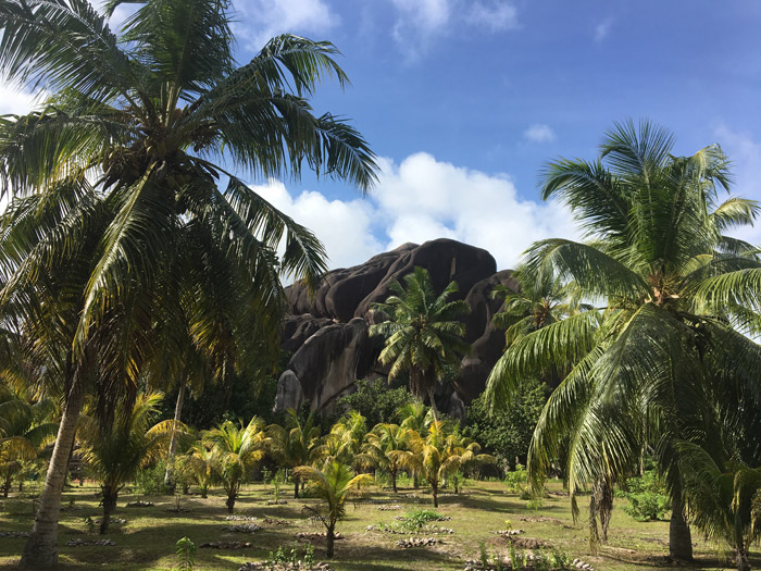 Palmen und Granitfelsen auf den Seychellen