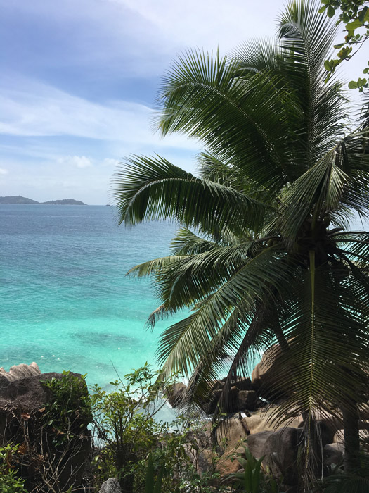 Palmen auf den Seychellen