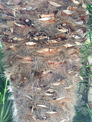 Markannte Stamm-Art ähnelt durch die langen Haare ein wenig der Trachycarpus Fortunei