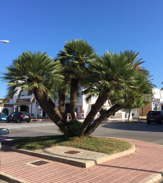 Chamaerops Humilis in Cala Dór auf Mallorca