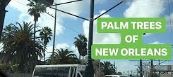Palmen Arten in New Orleans