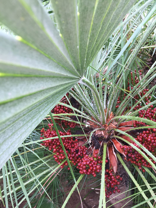 Palmensamen an der Pflanze Chamaerops Humilis