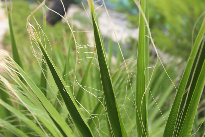 Palmwedel der Washingtonia Robust mit ihren feinen Fäden