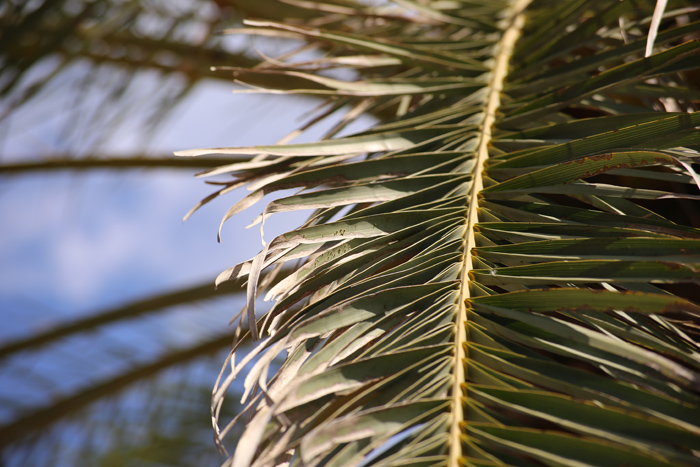 Wedel einer kanarischen Dattelpalme oder auch phoenix canariensis