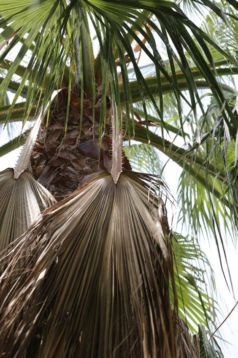 herunterhängender Palmwedel der Washingtonia Robusta