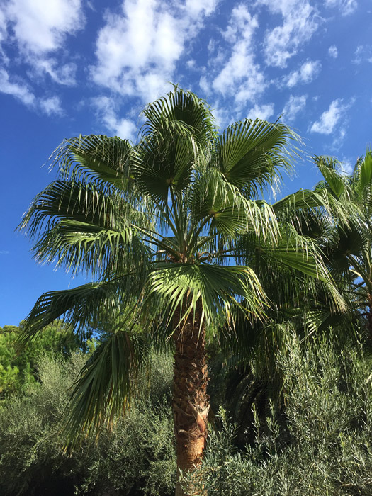 zahlreiche Palmwedel in gesundem grün