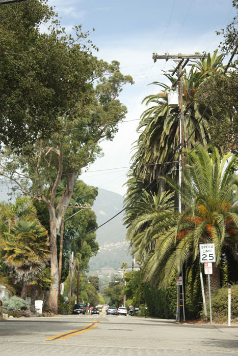 Bild: Straße in Kalifornien mit zahlreichen Palmen an der Seite