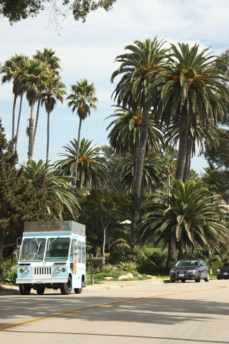 ein Meer aus Dattelpalmen in Santa Barbara, Kalifornien