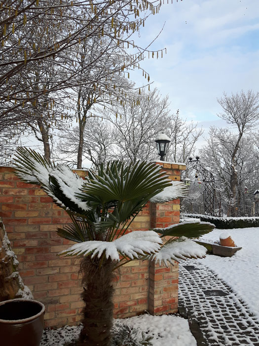 Bild_Palmen_im_Winter MERLOY