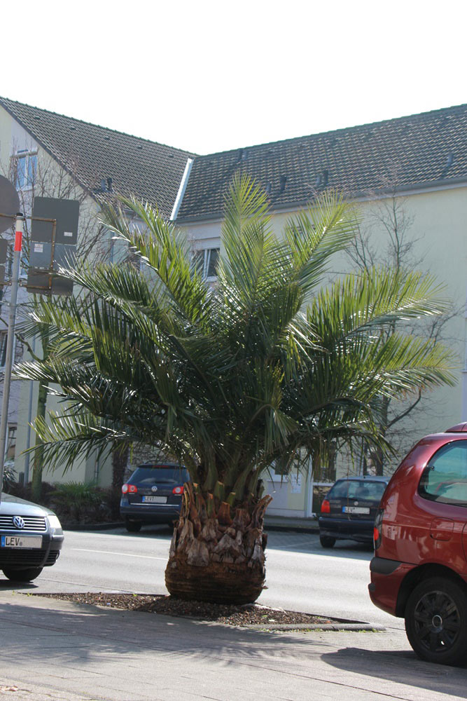 wunderbare Palme in Leverkusen