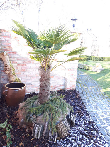 winterharte Palme im Topf: Trachycarpus Wagnerianus