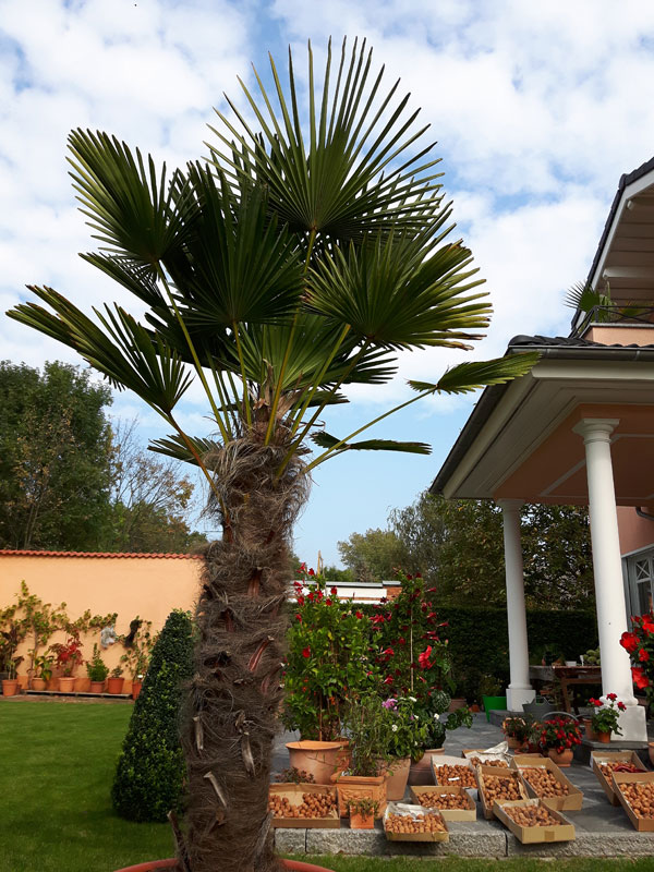 Palmen im mediterranen Garten in Deutschland