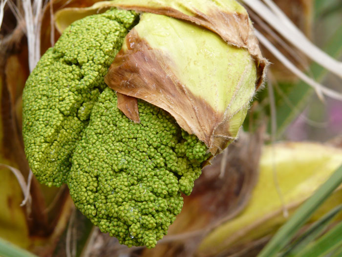 Blüten der weiblichen Trachycarpus Fortunei in einem frühen Stadium