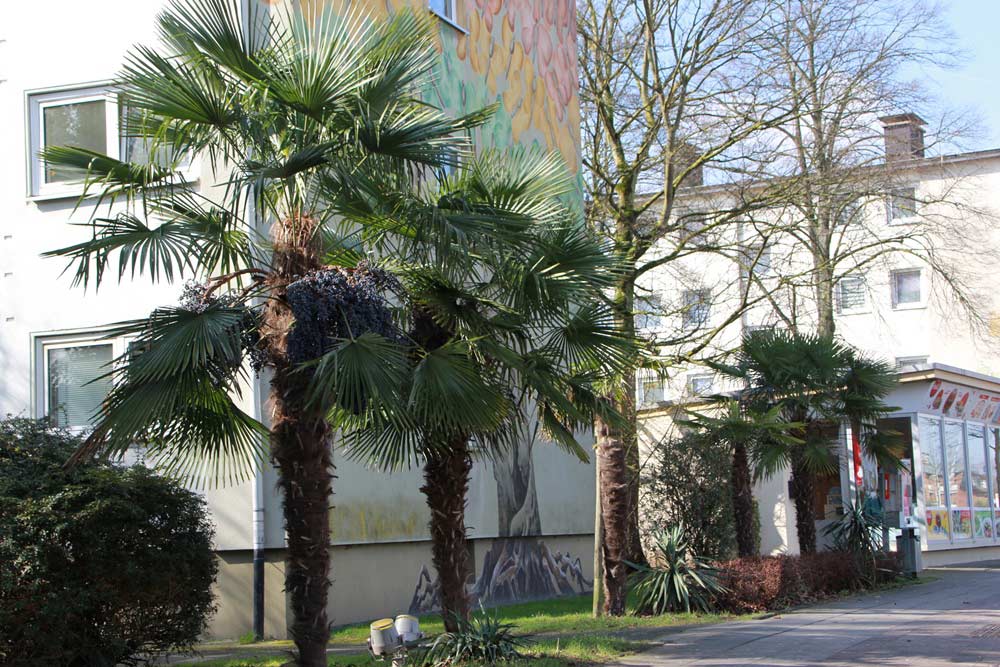 Palmen in Deutschland: große ausgepflanzte Hanfpalmen