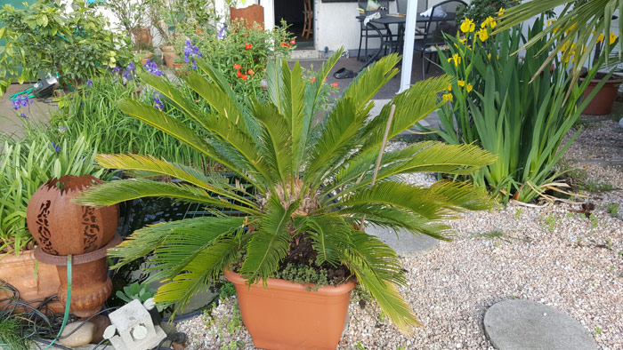 Cycas revoluta Palmfarn beispielsweise in Spanien sehr häufig anzutreffen