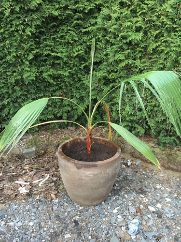 Washingtonia robusta wachstum nach ca. 2 Jahren.