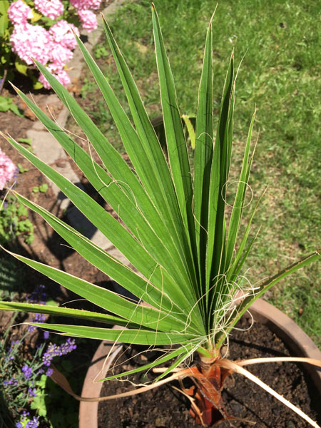 Ein Blatt nach dem anderen wird hier geschoben und die Washingtonia robusta legt ein stetes Wachstum hin