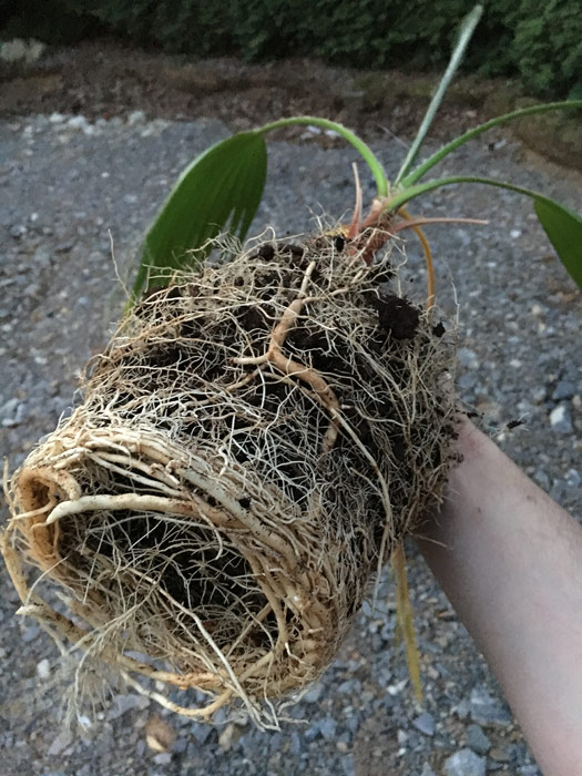 Wurzel der Washingtonia robusta vor dem Umpflanzen